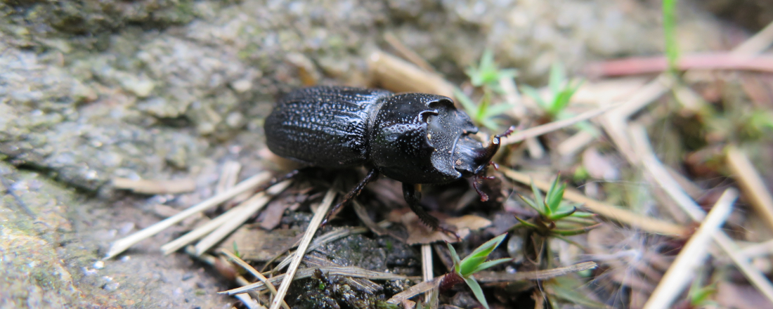 Käfer, Forum-Waldkontroversen