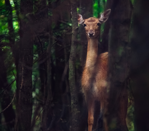 Reh im Wald